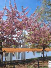 上野恩賜公園🌸