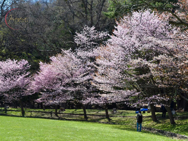 Chasing Sakura at Kyoto Maruyama Park