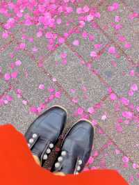 【さくら2025】行かなきゃ損！ピンク色に染った渋谷🌸🌸🌸