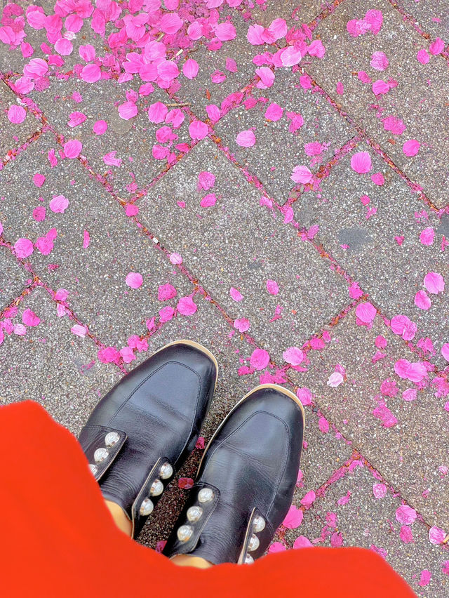 【さくら2025】行かなきゃ損！ピンク色に染った渋谷🌸🌸🌸