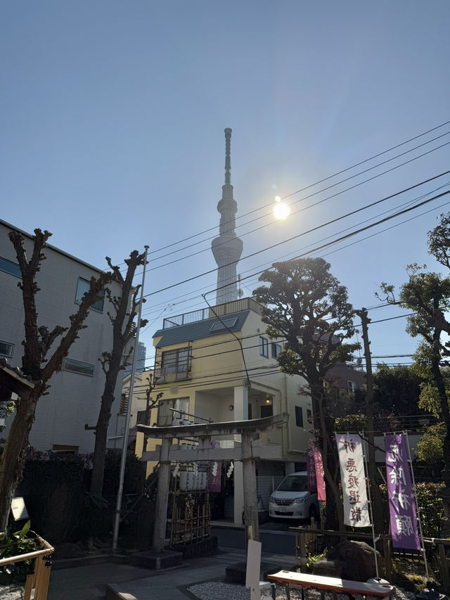 Springtime at Takagi Shrine🌸
