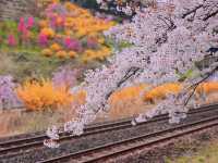 Chasing Sakura at Shibata Senokyo Bridge