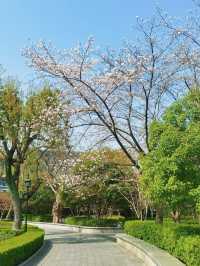 Fuxing Park Cherry Blossoms, Shanghai