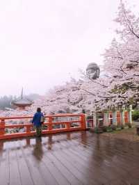 🏯 Stunning Cherry Blossoms at Tsubosaka Temple in Nara