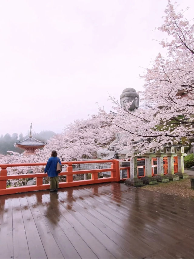 🏯 Stunning Cherry Blossoms at Tsubosaka Temple in Nara