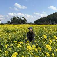 가장 빠르게 봄이 오는 제주 여행✈️3월 봄여행 추천🌼