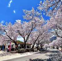 SEOMJIN RIVER | A HIDDEN GEM FOR STUNNING CHERRY BLOSSOMS