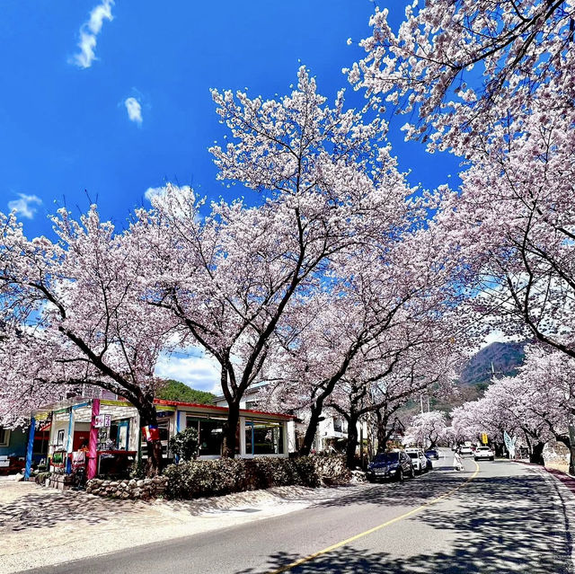SEOMJIN RIVER | A HIDDEN GEM FOR STUNNING CHERRY BLOSSOMS