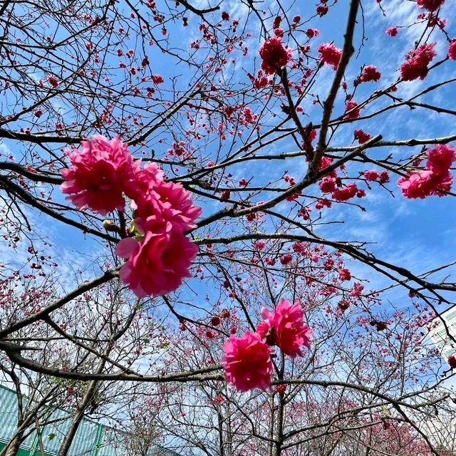 內湖樂活公園