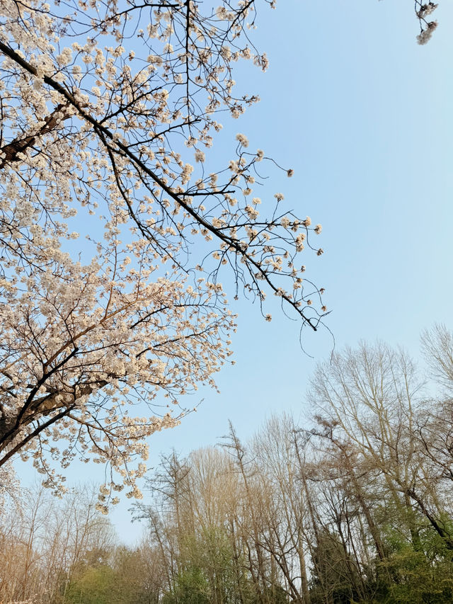 봄벚꽃 여행을 떠나요😆