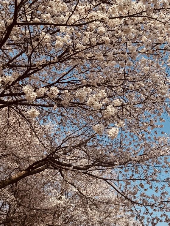 Yangjaecheon's Pink Ribbon: A Serene Riverside Blossom Stroll Offers Urban Tranquility