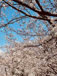 Yangjaecheon's Pink Ribbon: A Serene Riverside Blossom Stroll Offers Urban Tranquility