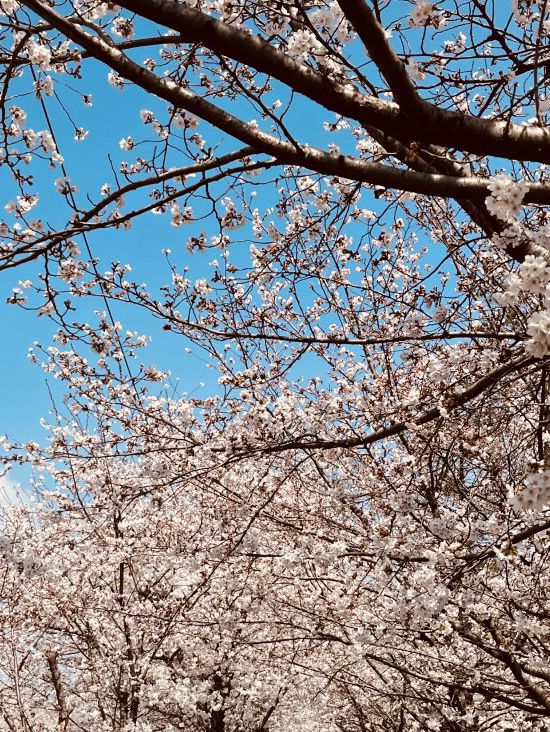 Yangjaecheon's Pink Ribbon: A Serene Riverside Blossom Stroll Offers Urban Tranquility