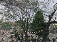 2025函館賞櫻必去景點