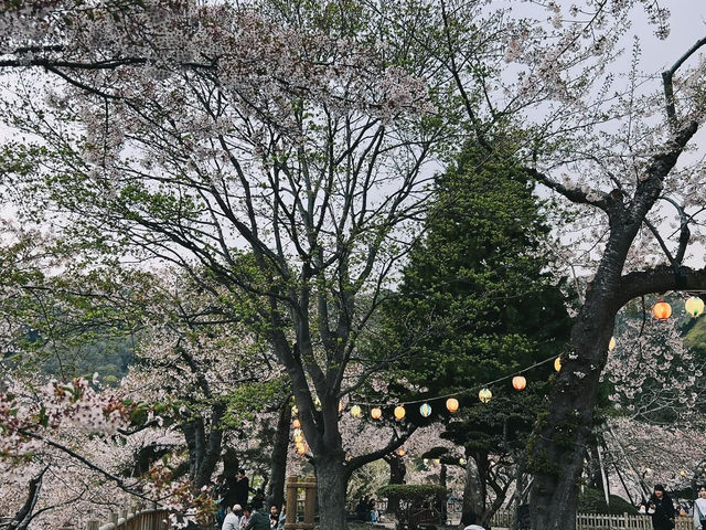 2025函館賞櫻必去景點