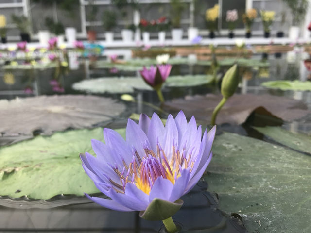 別府｜在別府遇見地獄與天堂 以溫泉交織的地獄巡遊