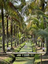 清邁椰林市集🌴