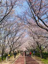 🇰🇷釜山賞櫻🌸 三樂生態公園🌸