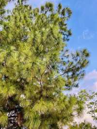 “Nature’s Harmony, Sustainability in Action – Taman Saujana Hijau”