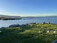 Mokoia Island 紐西蘭北島羅托魯瓦湖（Lake Rotorua）中央的一座神秘小島
