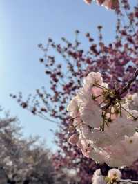 【東京】まだ間に合う!!もふもふ桜がかわいい桜スポット🌸