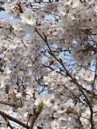 Beautiful cherry blossom @ Nagoya’s Four Seasons Road
