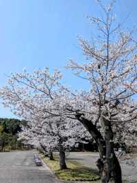 大阪賞櫻-萬博紀念公園，來張太陽之塔與櫻花同框合照！