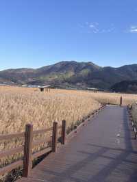 🌿순천만습지 힐링 산책🌾 자연 속에서 느낀 여유로운 하루
