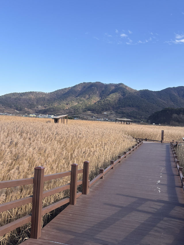 🌿순천만습지 힐링 산책🌾 자연 속에서 느낀 여유로운 하루