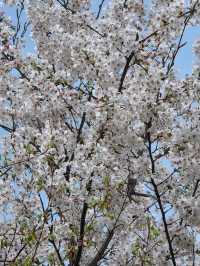 Namsan Seoul Tower — A Blossom-Filled Spring Escape in the Heart of Seoul