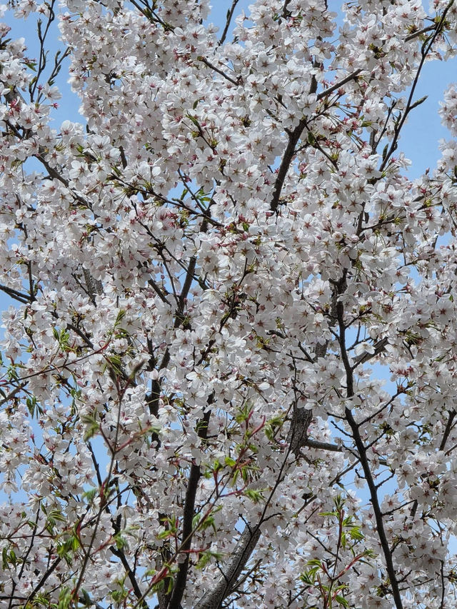 Namsan Seoul Tower — A Blossom-Filled Spring Escape in the Heart of Seoul