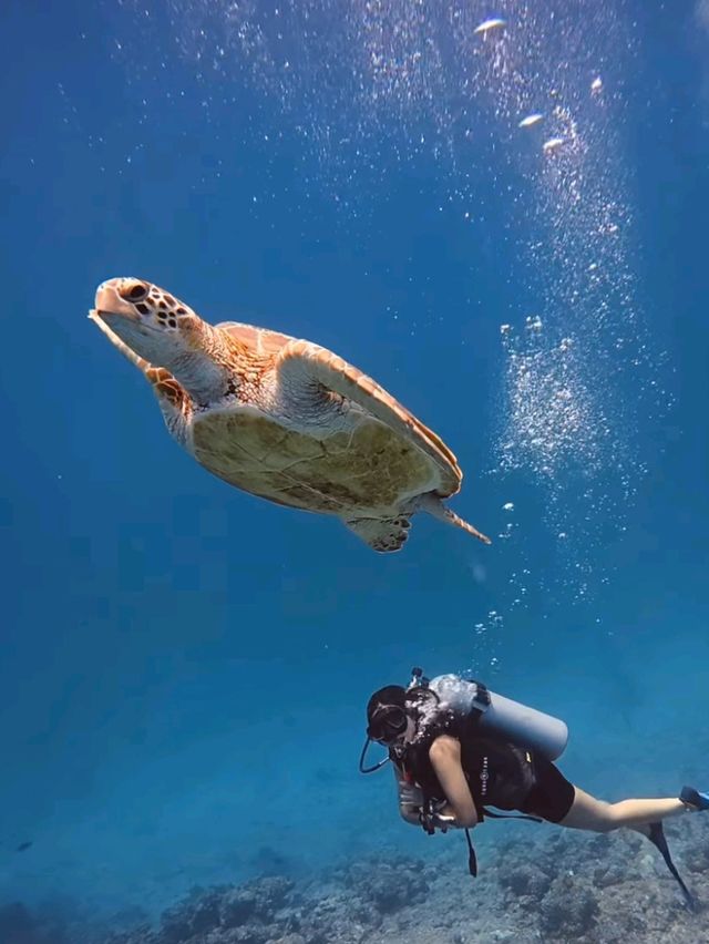 🌞 Another Day in Paradise – Maldives Bliss Continues! 🐬🍍