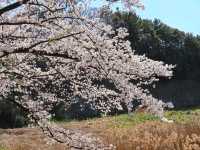 名古屋-名城公園，散步休閒的賞櫻好去處