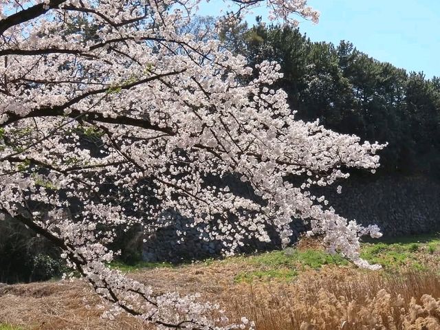 名古屋-名城公園，散步休閒的賞櫻好去處