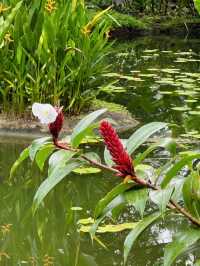 An Enchanting Retreat: The Ginger Garden 