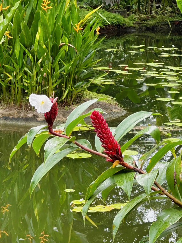 An Enchanting Retreat: The Ginger Garden 