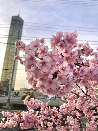 Cherry Blossoms & Tower Views at Utazu’s Sakura Square