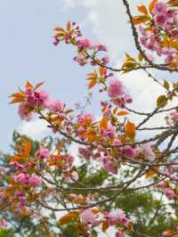 Cherry Blossoms Guide to Seoul Zoo