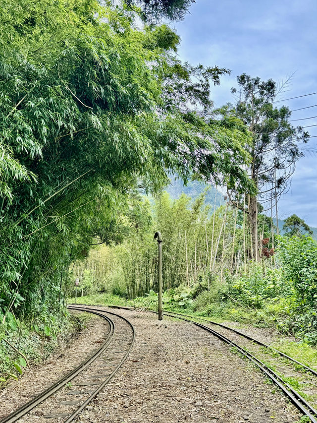 走讀阿里山林道鐵路的百年風華～奮起湖站到十字路站