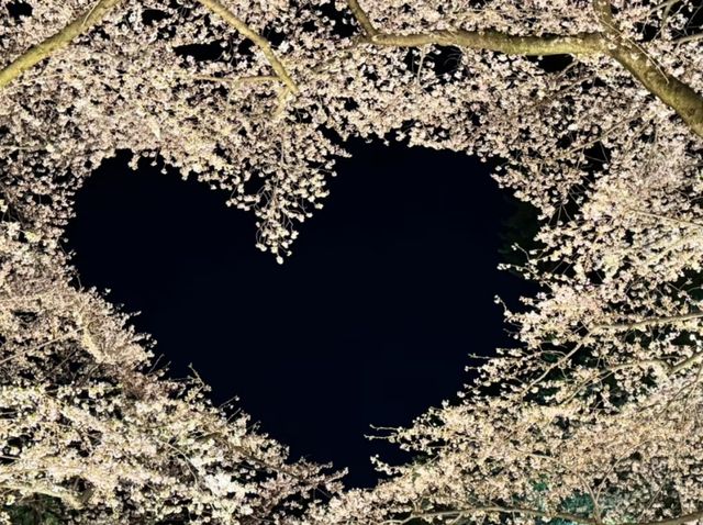 Hirosaki Park Cherry Blossoms – A Japanese Spring Wonderland