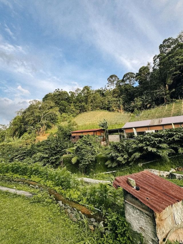 Secret Garden Escape: 🌿 Lavender Farm @ Genting Hidden Gem!