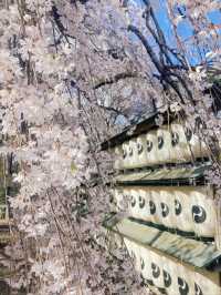 Hidden Sakura Spot in Kyoto | A Spring Tale at Ōishi Shrine