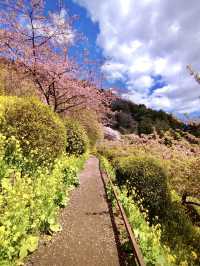 Cherry Blossoms in Full Bloom at Aguri Park Sagayamaen