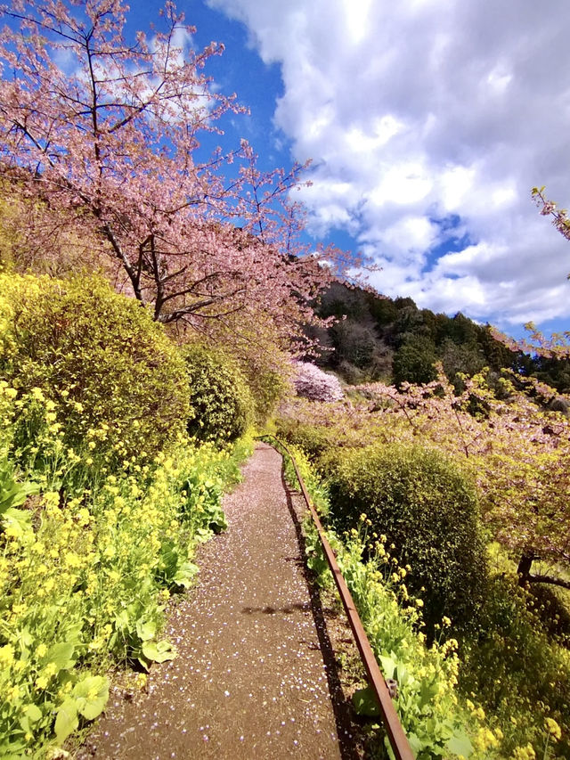 Cherry Blossoms in Full Bloom at Aguri Park Sagayamaen