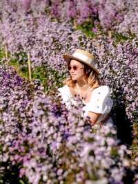 Hokkaido Flower park Khaoyai