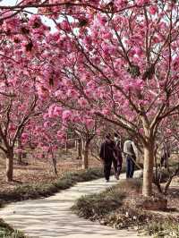 “Blossoms in the South: A Tropical Take on Spring in Guangdong”