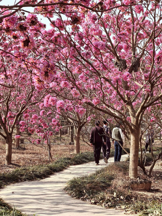 “Blossoms in the South: A Tropical Take on Spring in Guangdong”