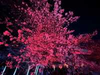 福岡城上視角🌸觀看舞鶴公園的夜櫻燈光秀👏🏻