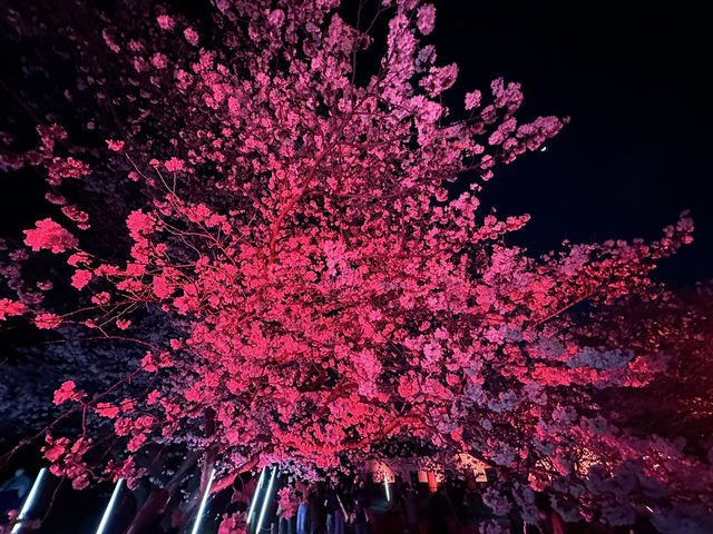 福岡城上視角🌸觀看舞鶴公園的夜櫻燈光秀👏🏻