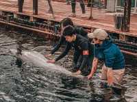 Swim with Dolphins in Kyushu: A One-Day Escape to Youra, Tsukumi